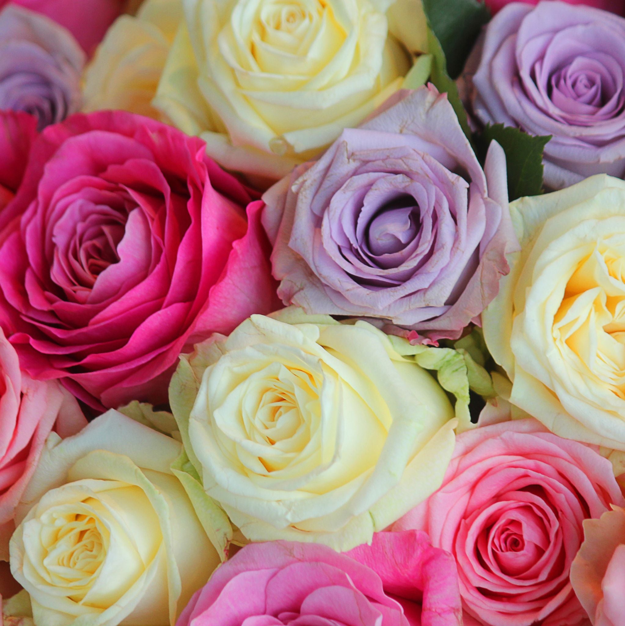 Rose Naturident kosmetisches Duftöl