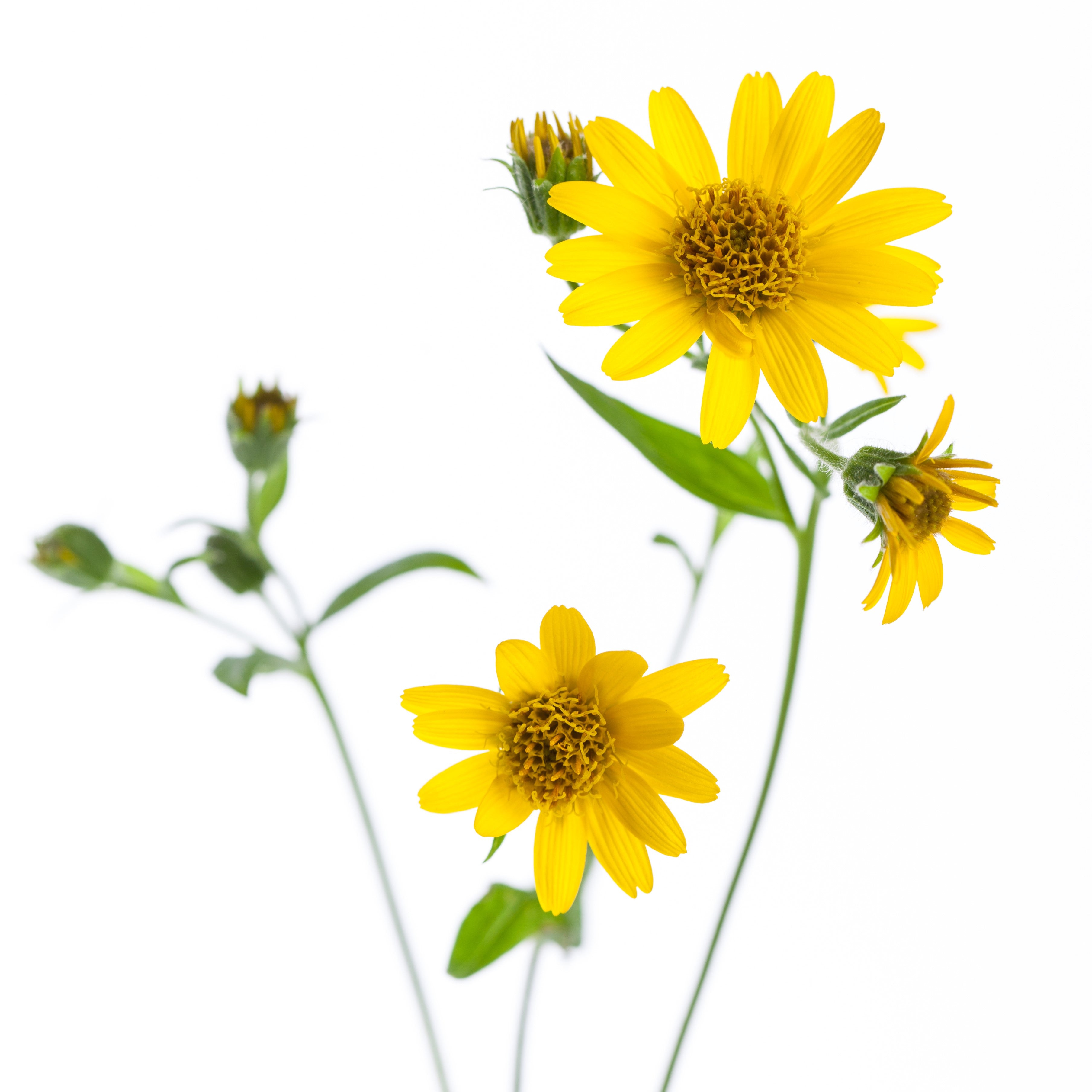 Arnica Extract