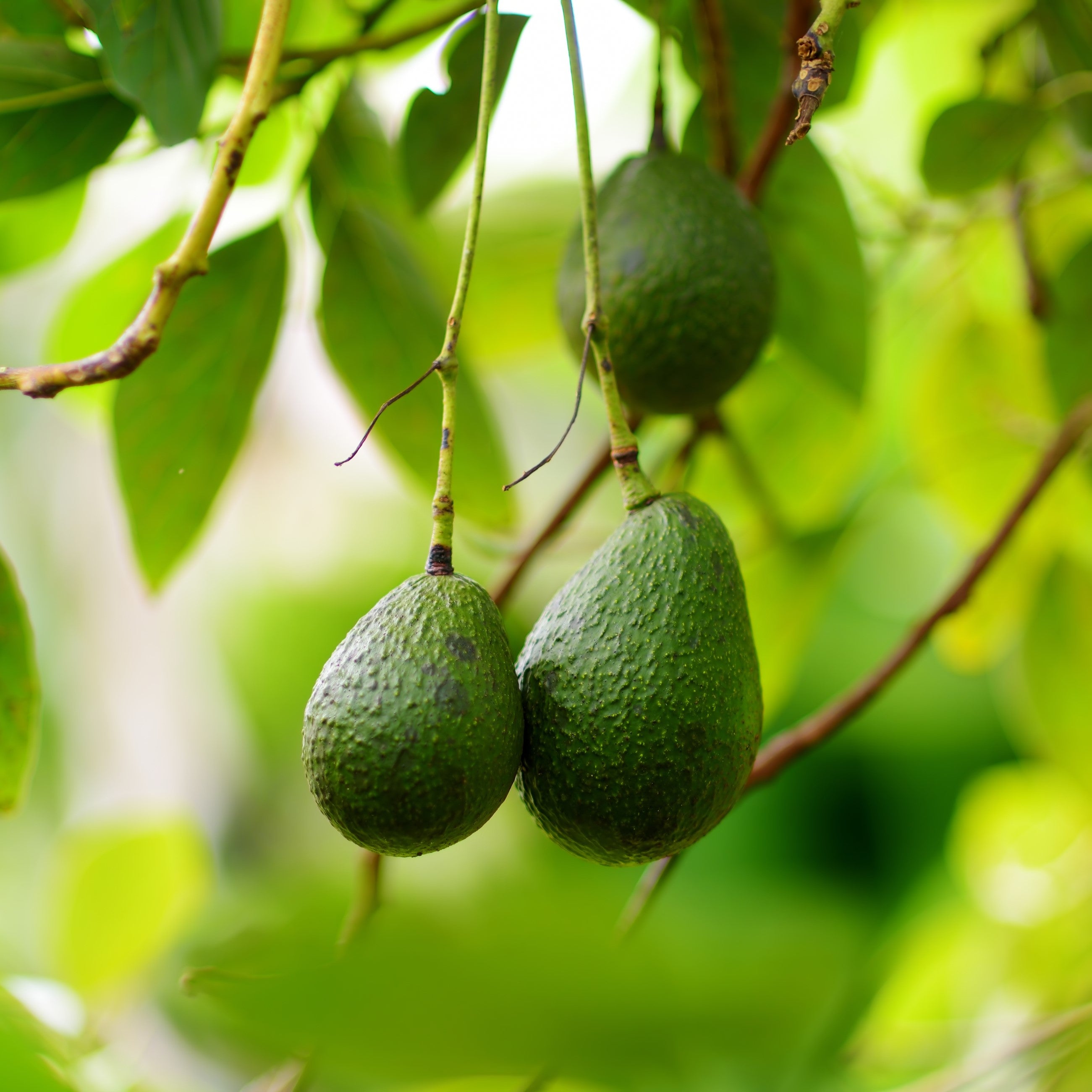 Avocadoöl *BIO kalt gepresst