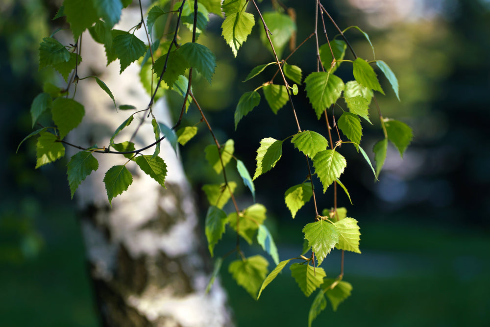 Birch Sweet Essential Oil