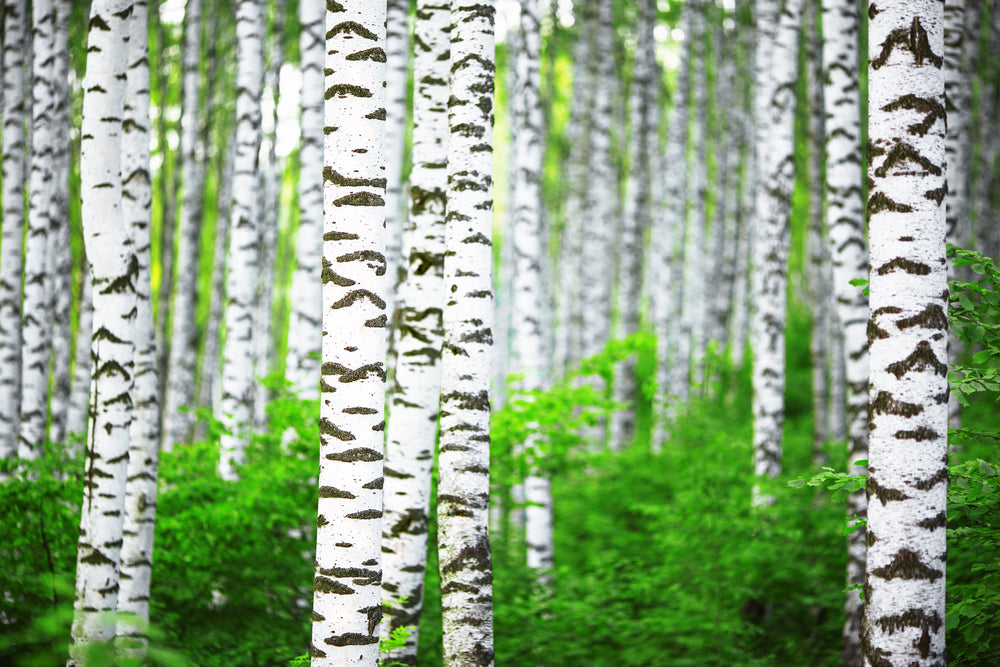 Birch Sweet Essential Oil