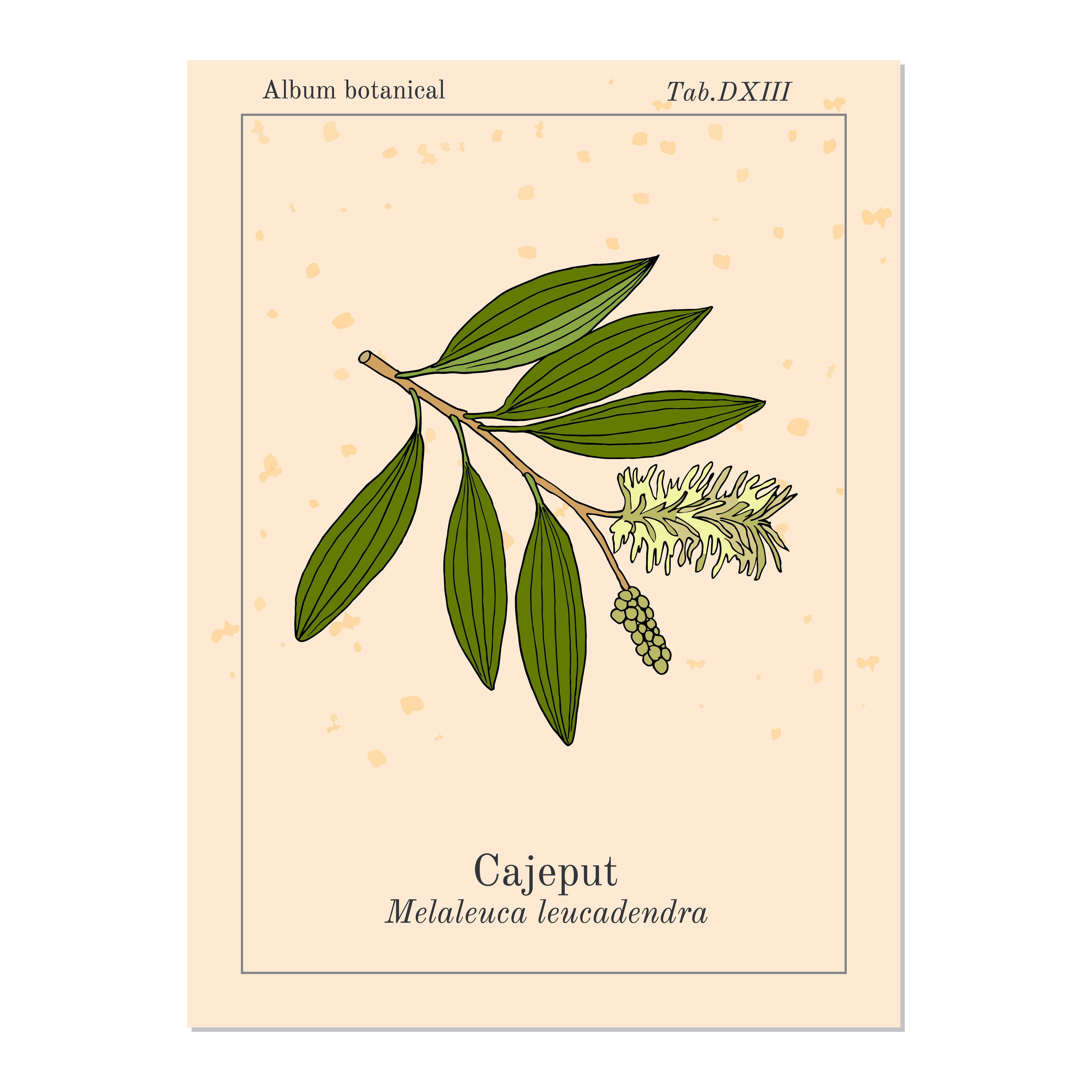 Cajeput Organic Essential Oil