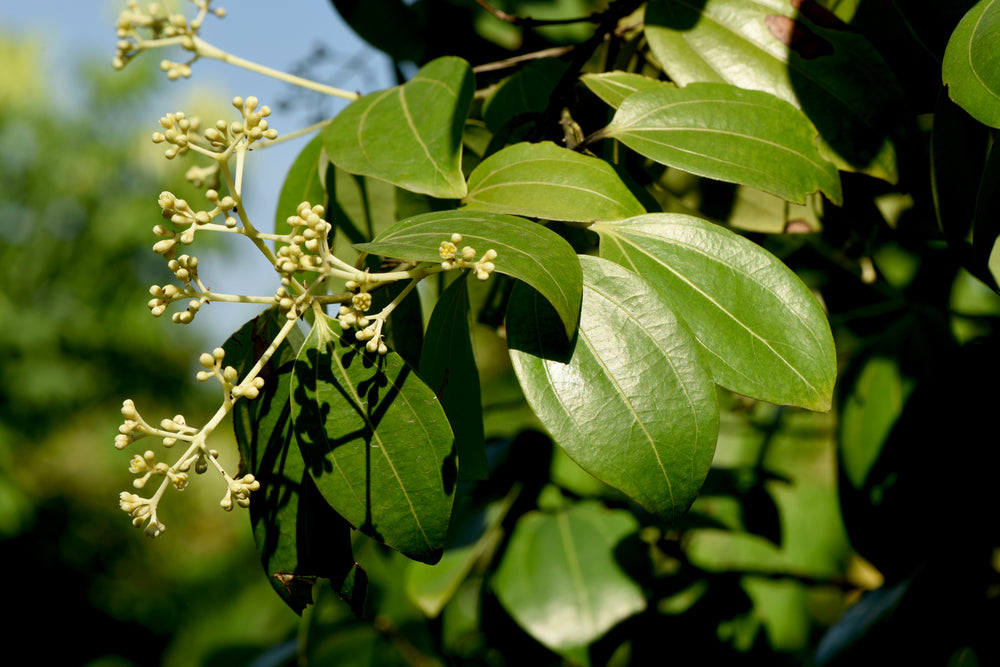 Cassia Essential Oil