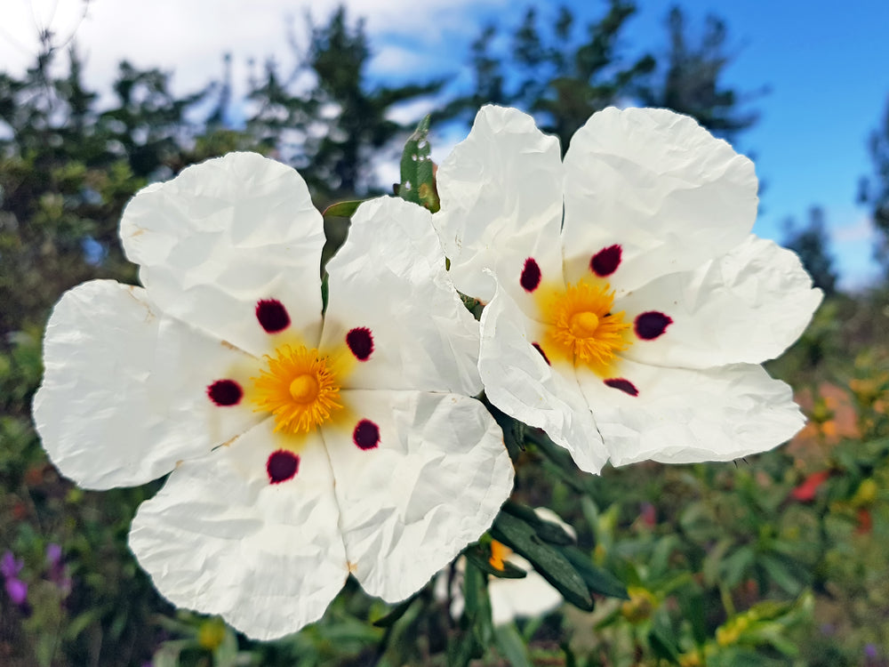 Cistus Organic Essential Oil