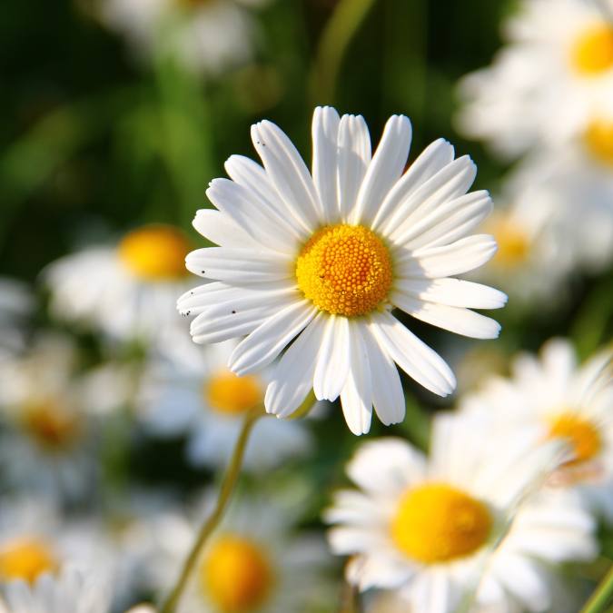 Daisy Fragrance Oil