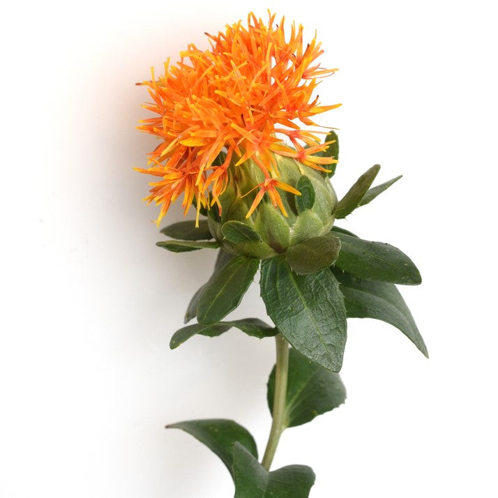 Safflower Oil refined