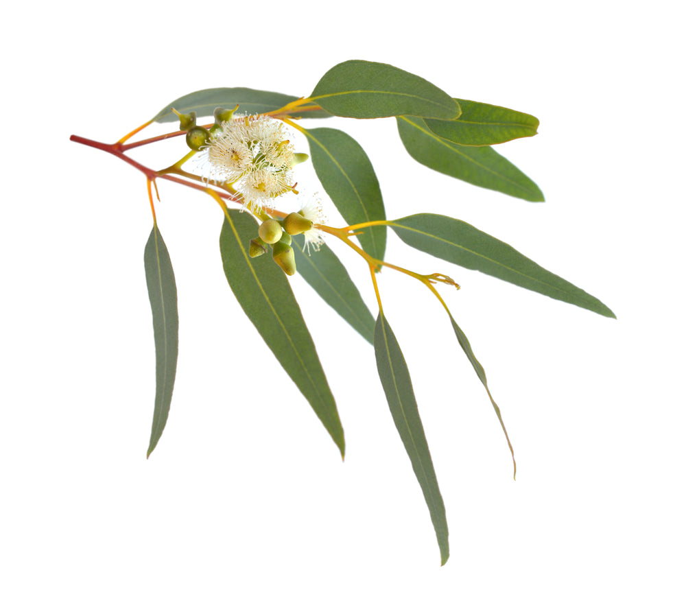 Eucalyptus Australiana Essential Oil Organic