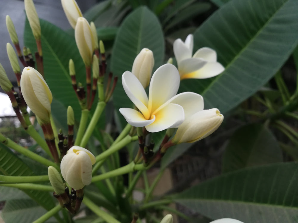 Frangipani Absolute Oil Dilution