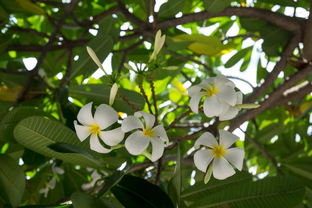 Frangipani Absolute Oil Dilution