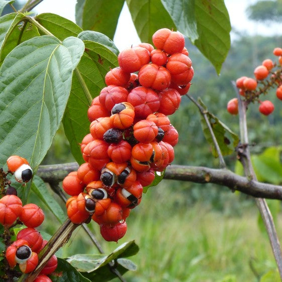 Guarana Seed Powder