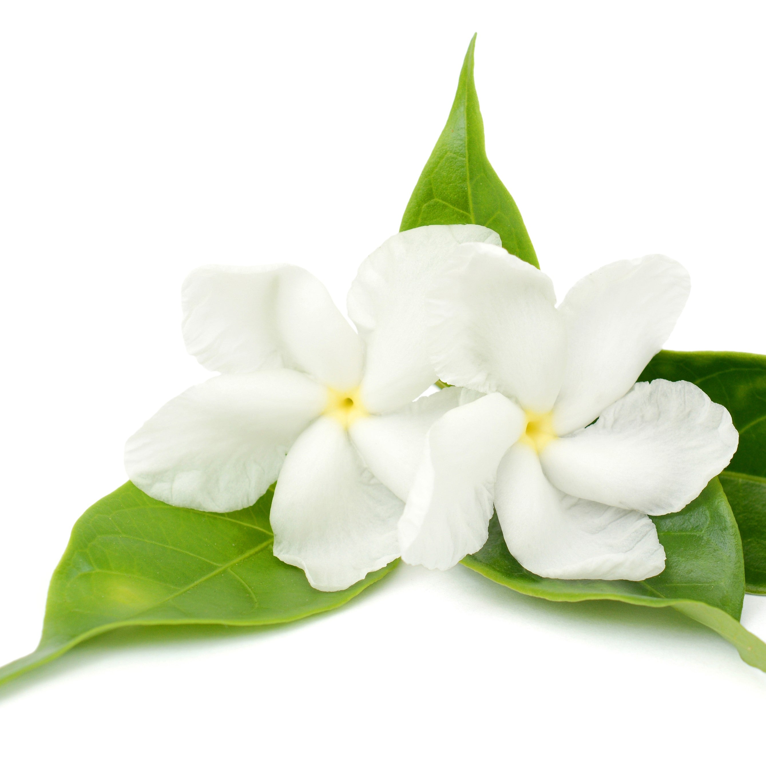 Jasmin Extrakt - MHD 04/26