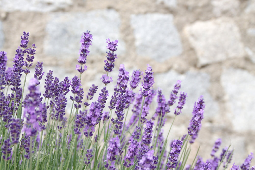 Lavendel Mt. Blanc 38/40, ätherisches Öl