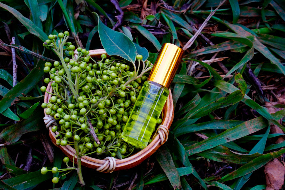 Kleine Flasche ätherisches Öl mit goldener Kappe neben grünen Litsea Cubeba Früchten in einem Korb auf Gras