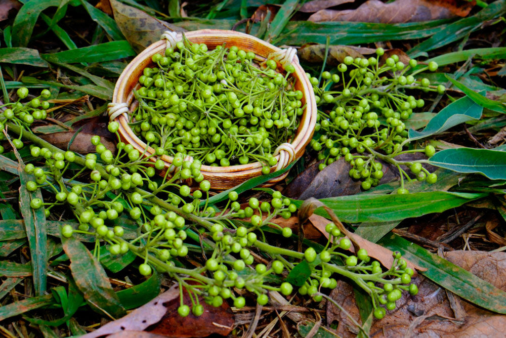  Korb mit grünen Litsea Cubeba Früchten auf Gras