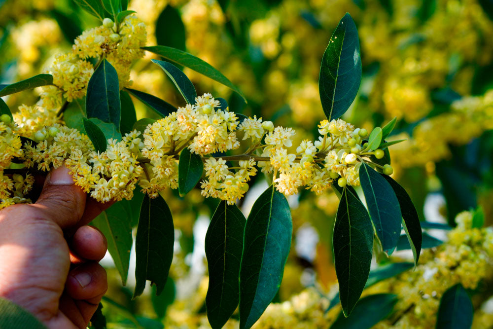 Hand, die einen blühenden Zweig des Litsea Cubeba Baumes hält, mit gelben Blüten und grünen Blättern