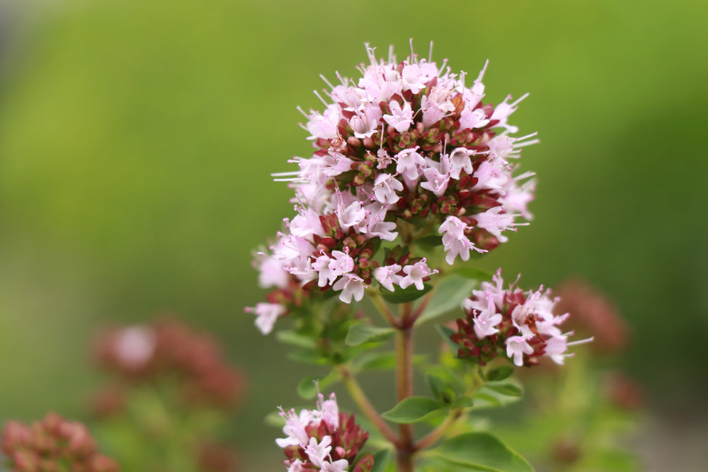 Marjoram Essential Oil