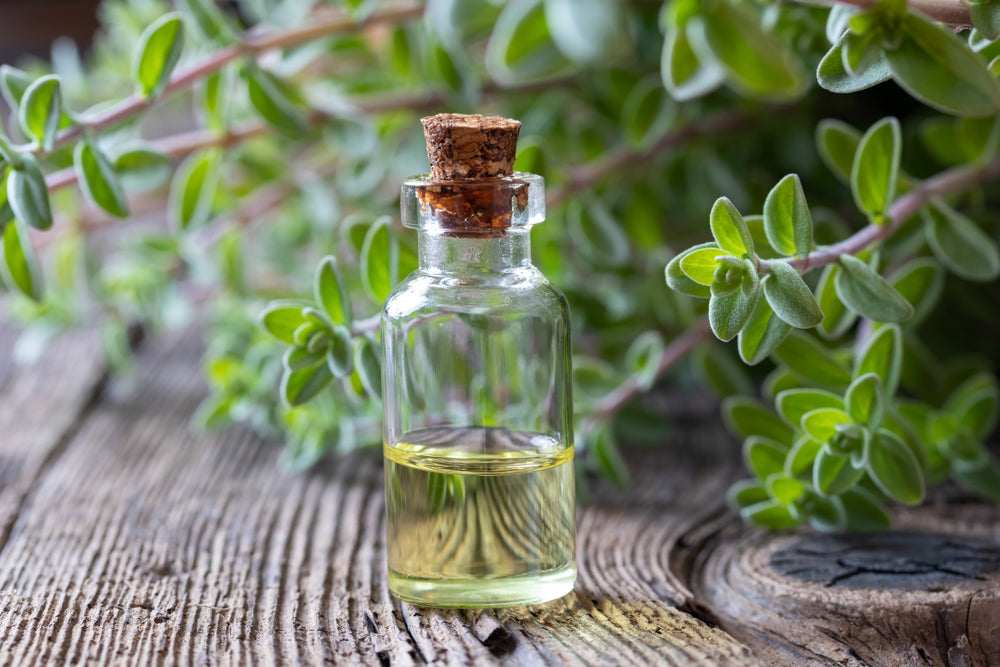 Marjoram Essential Oil