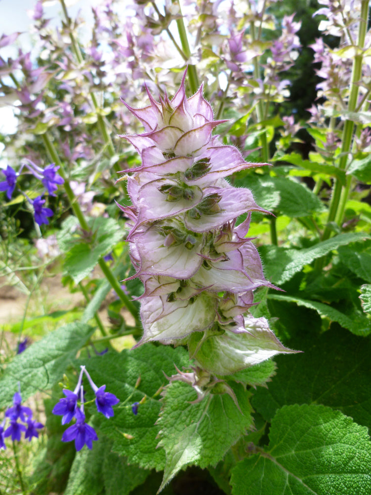 Clary Sage Essential Oil