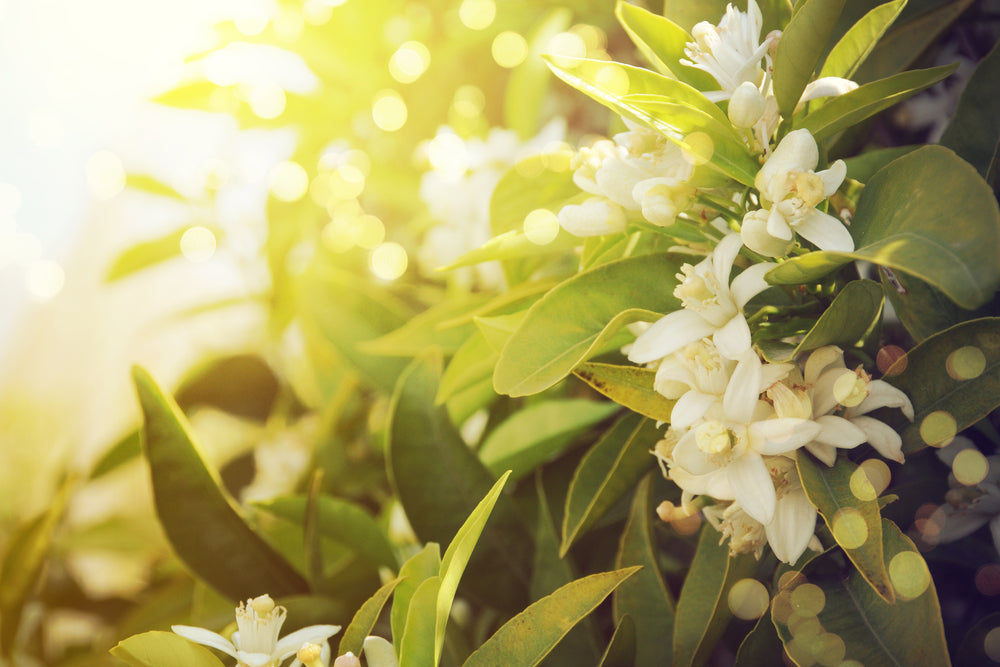 Neroli Naturident kosmetisches Duftöl