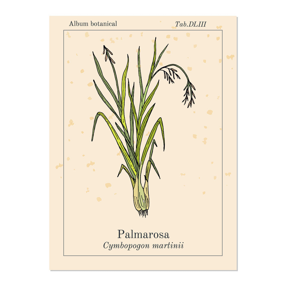 Botanische Illustration der Palmarosa-Pflanze, wissenschaftlicher Name Cymbopogon martinii