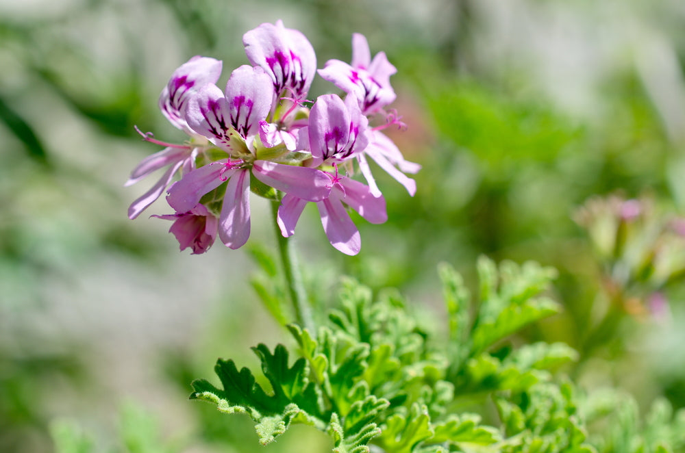 Geranium Organic Essential Oil