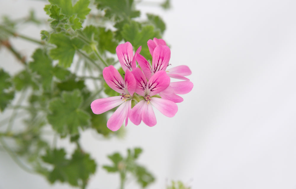 Geranium Organic Essential Oil