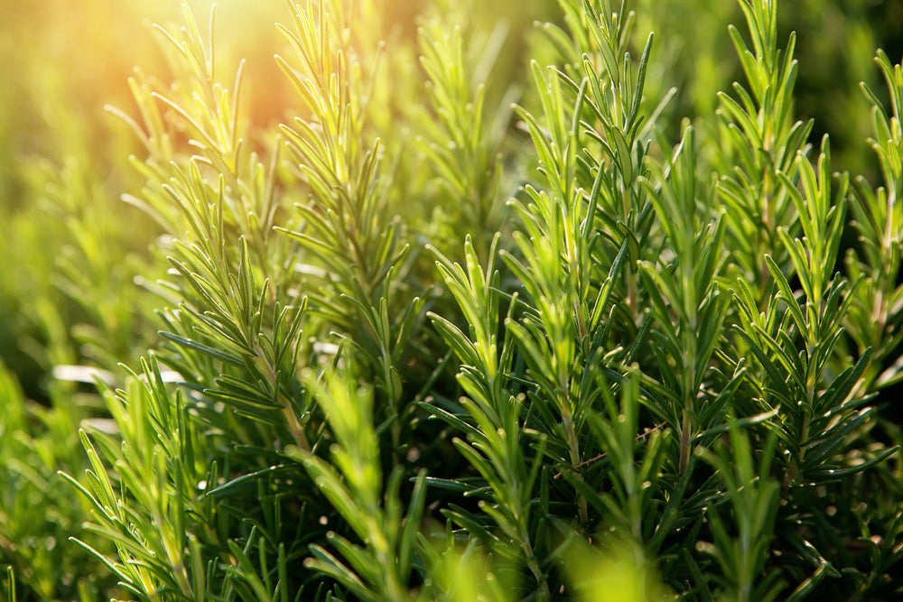 Rosemary Organic Essential Oil