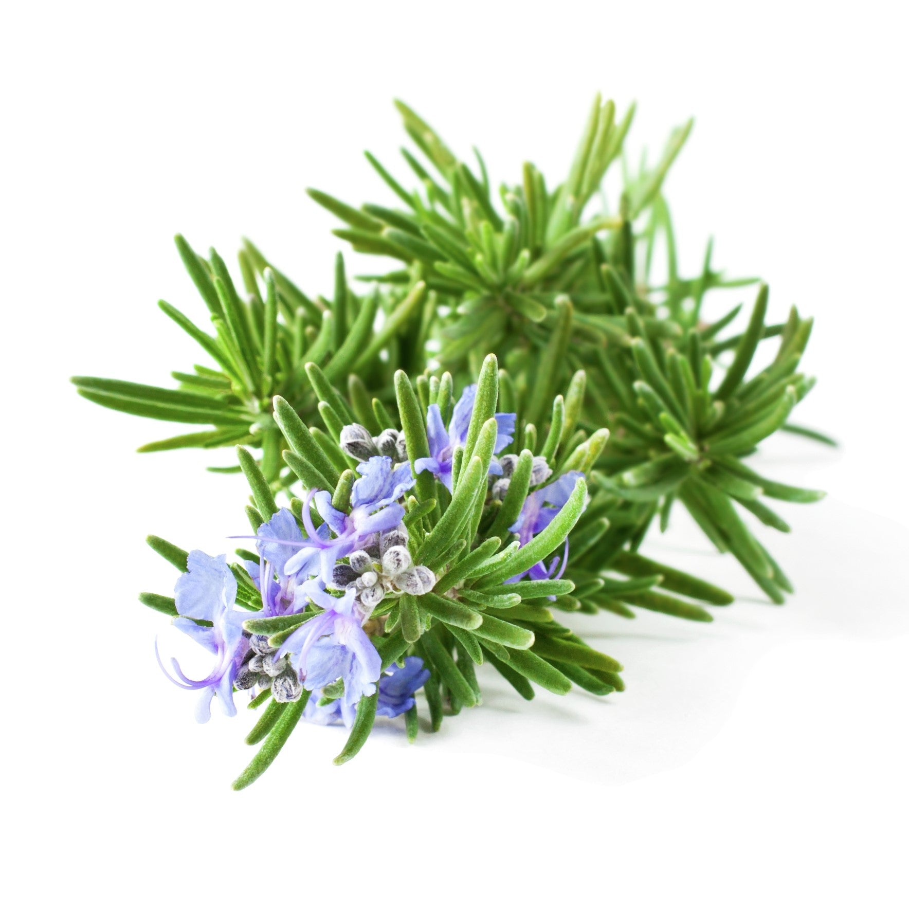 Rosemary Organic Essential Oil