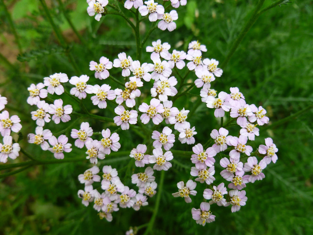 Yarrow Chamazulene Blue Essential Oil