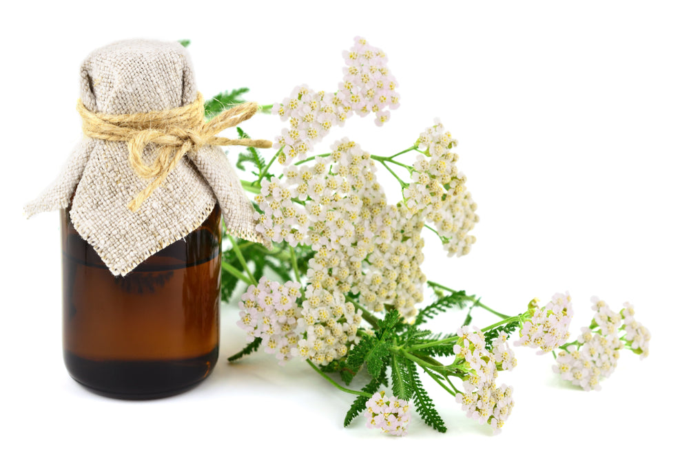 Yarrow Chamazulene Blue Essential Oil