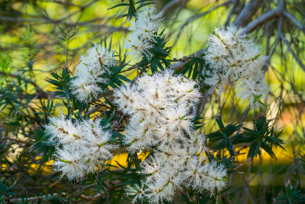 Tea Tree Organic Essential Oil