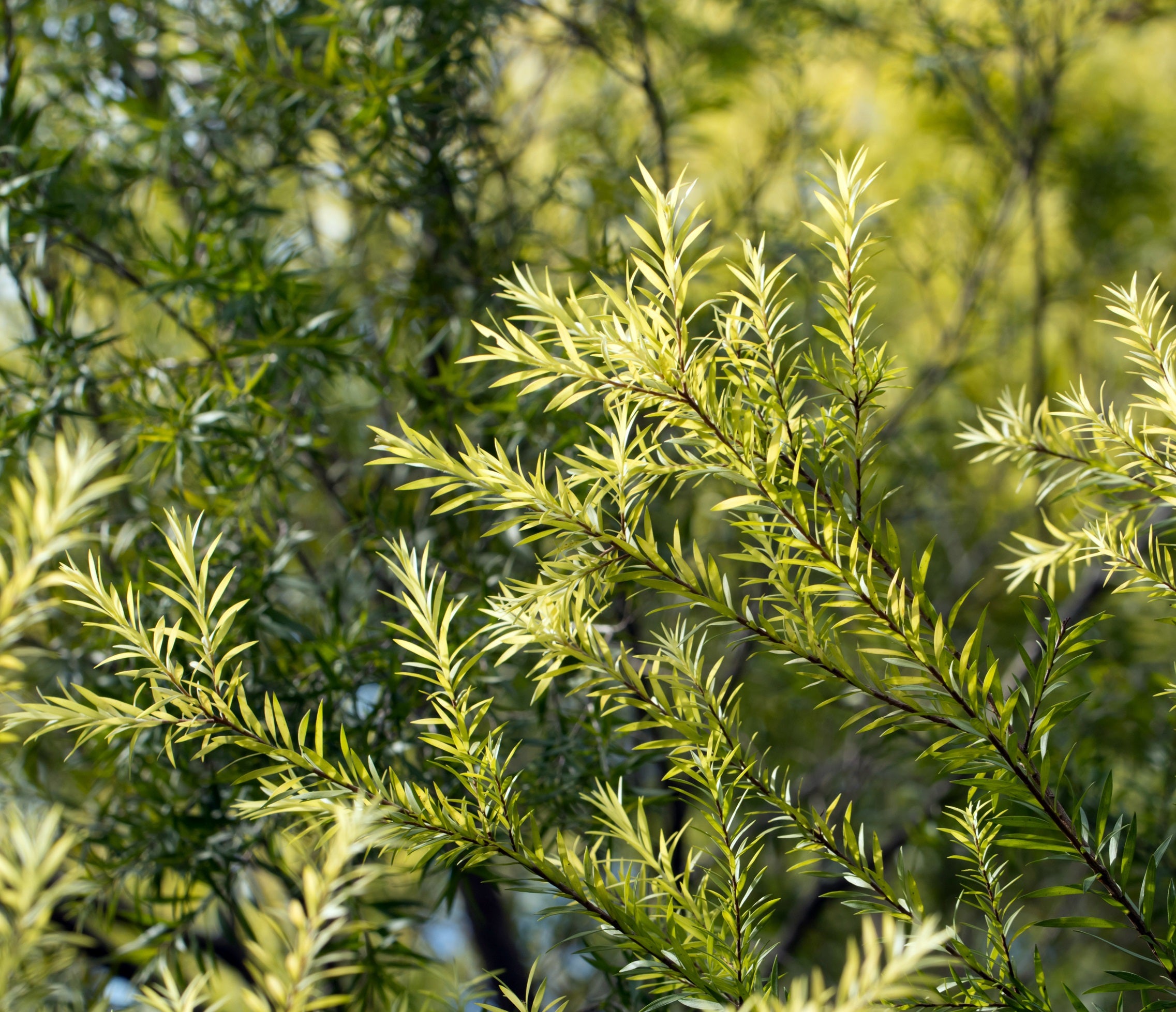 Tea Tree Organic Essential Oil