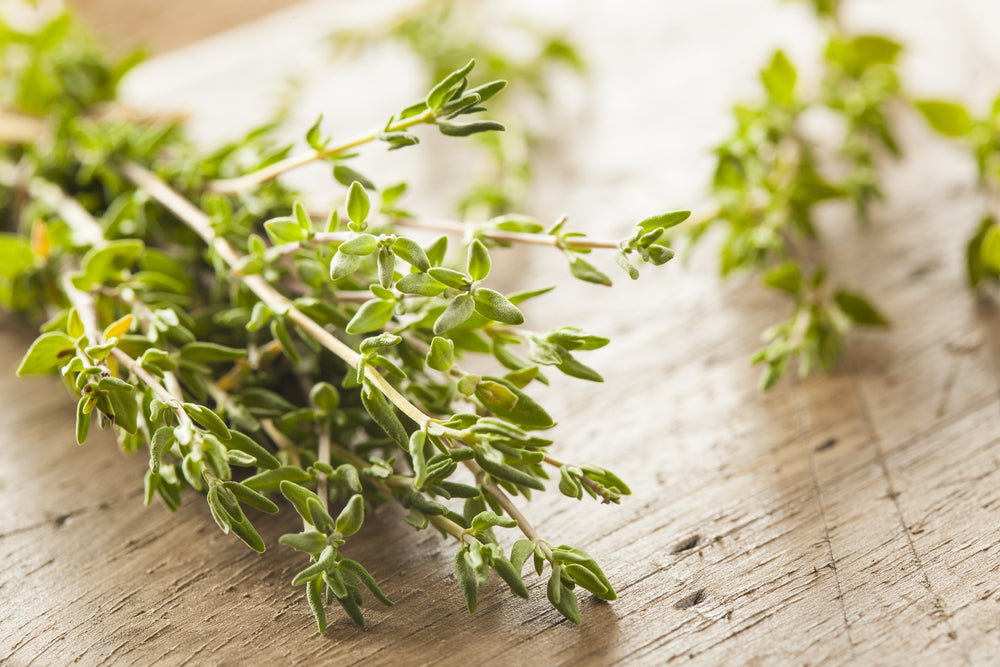 Thyme White Essential Oil