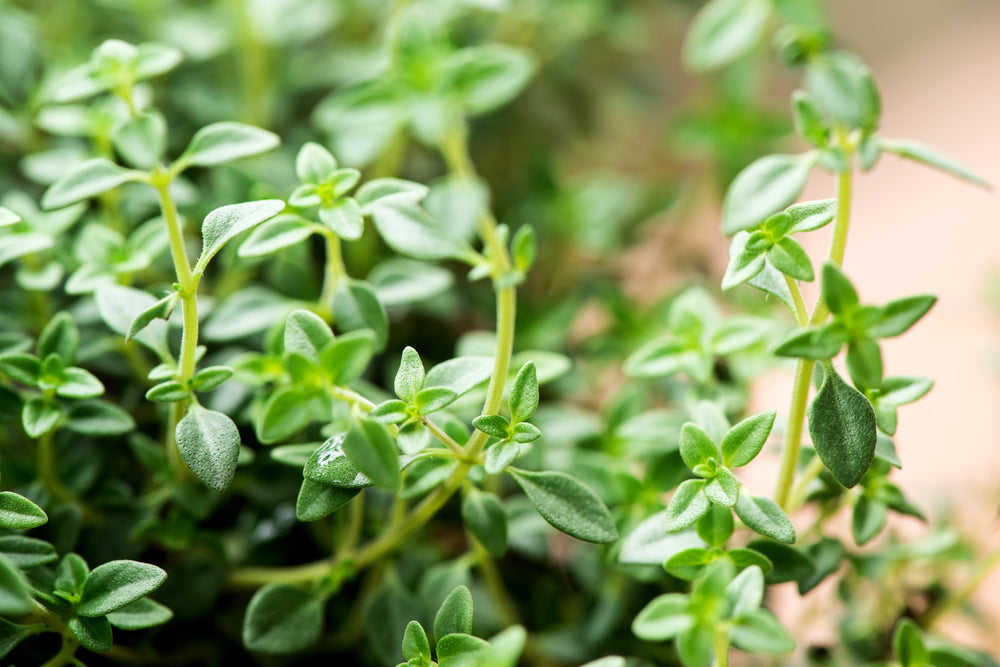 Thyme White Essential Oil