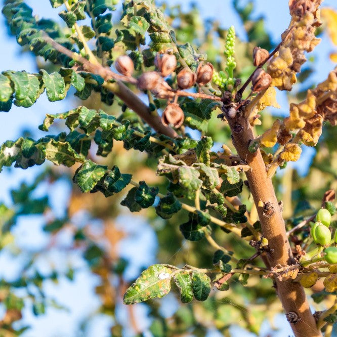 Frankincense Essential Oil Organic