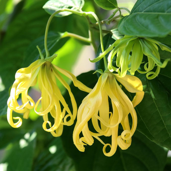 Ylang Ylang Complete Organic Essential Oil