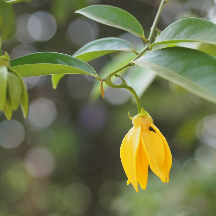 Ylang Ylang Complete Organic Essential Oil