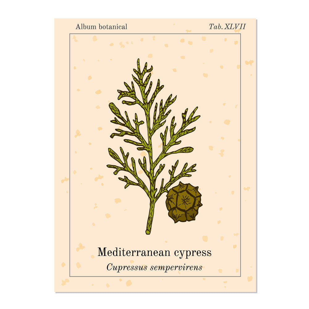 Illustration eines Zypressenzweigs und eines Zypressenzapfens auf einem botanischen Albumblatt mit der Bezeichnung "Mediterranean cypress" und dem wissenschaftlichen Namen "Cupressus sempervirens".