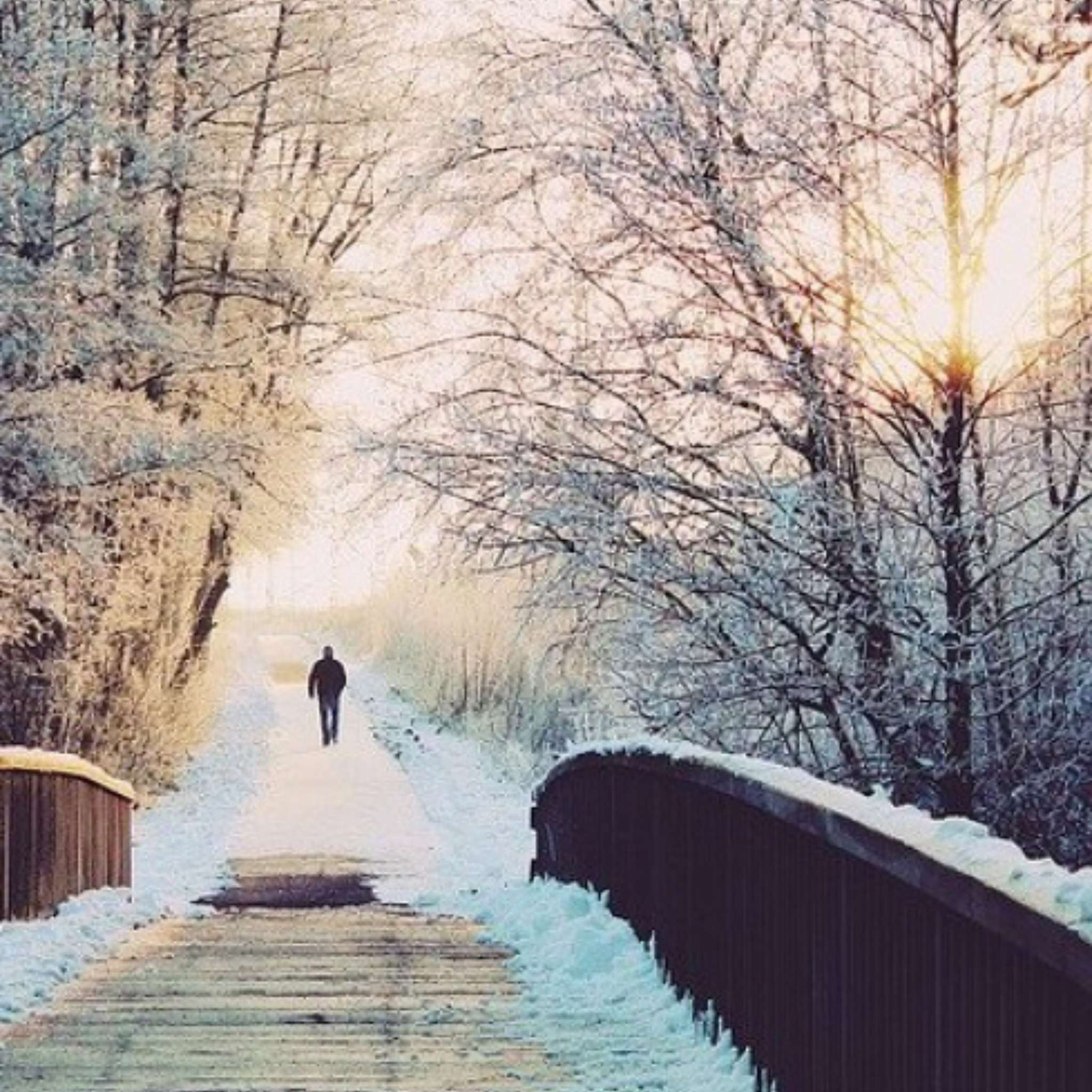 Christmas Tree kosmetisches Duftöl - 10 ml