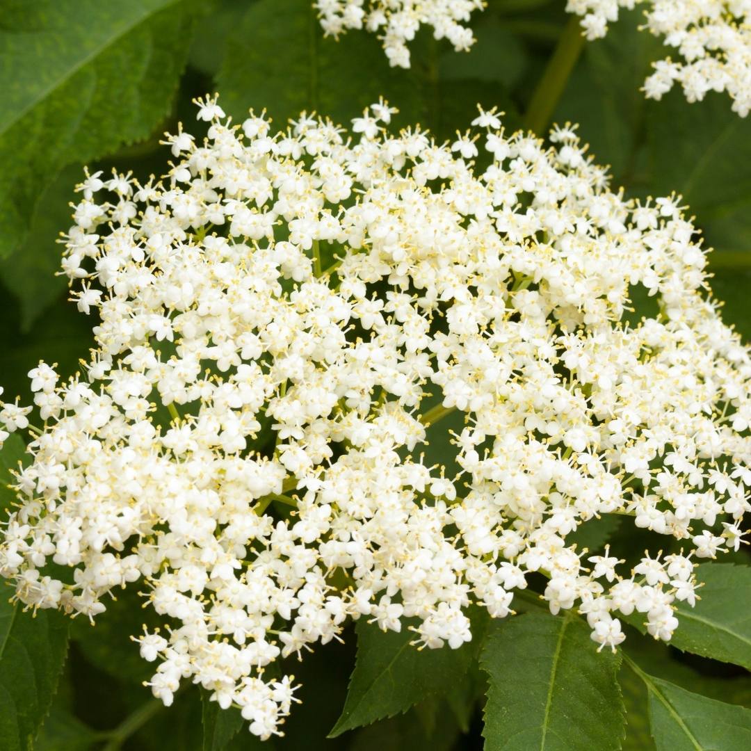 Elder Flower Hydrosol Organic