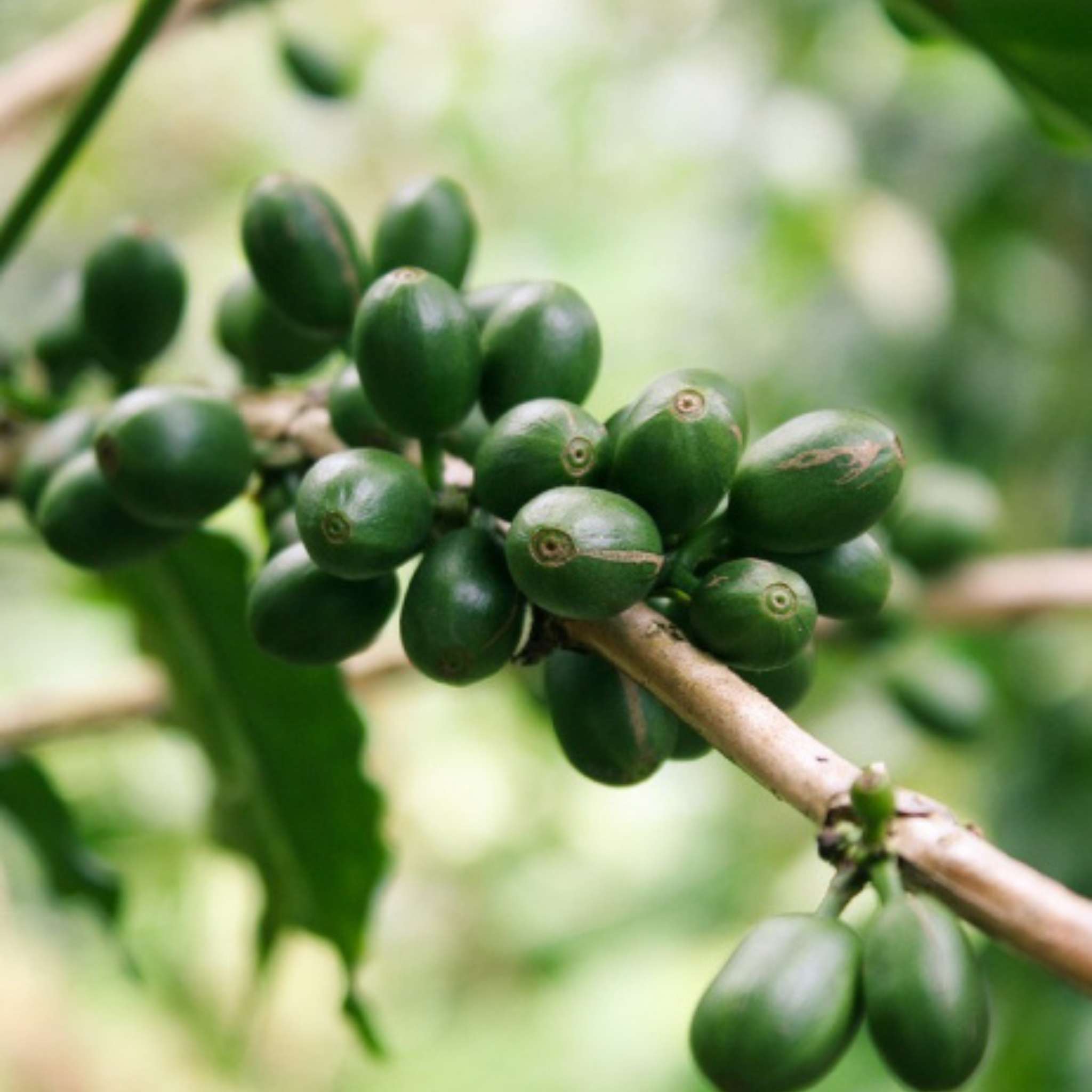 Kaffeeöl Grün kalt gepresst, gefiltert - 30 ml