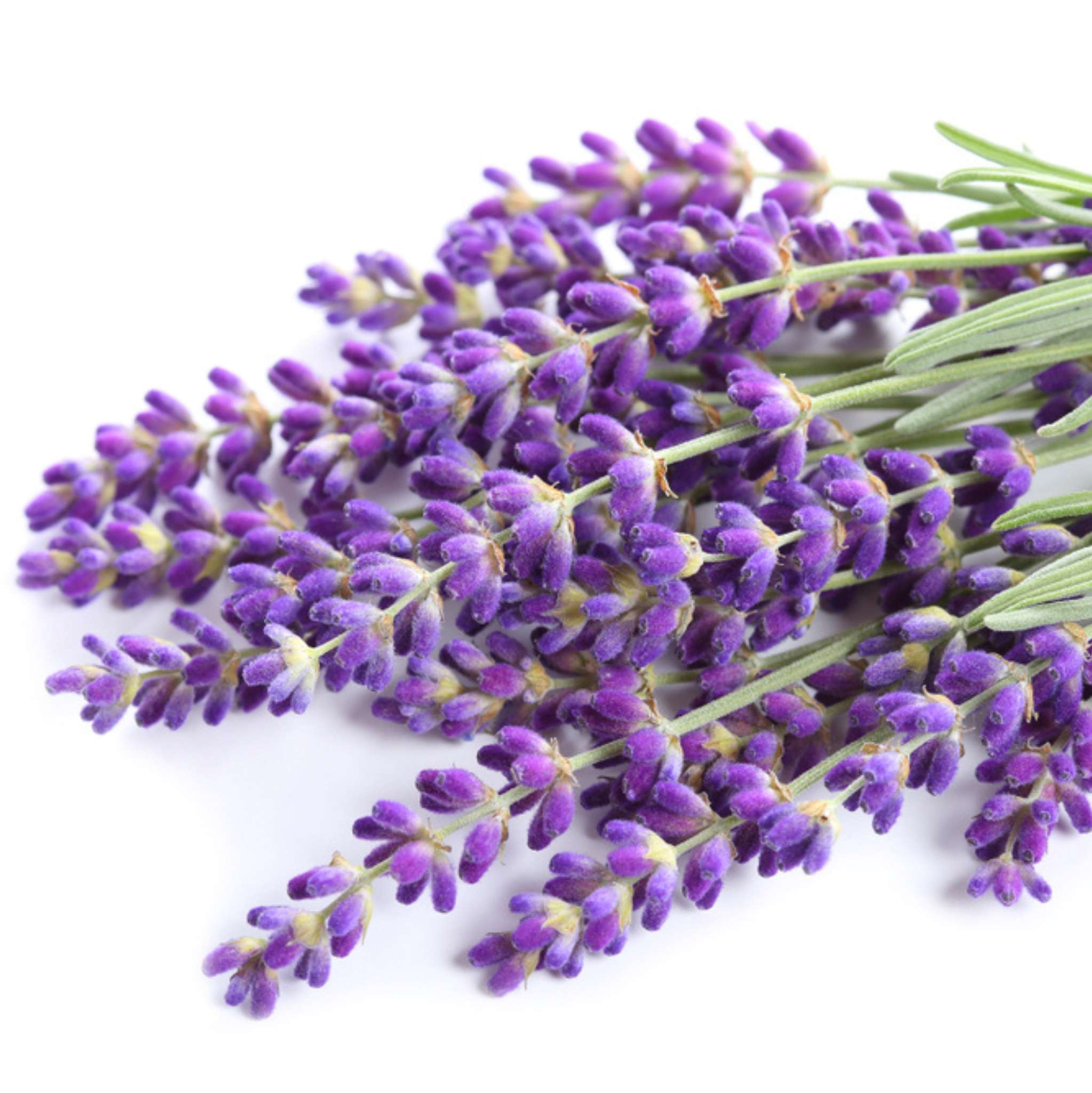 Lavender Organic Essential Oil