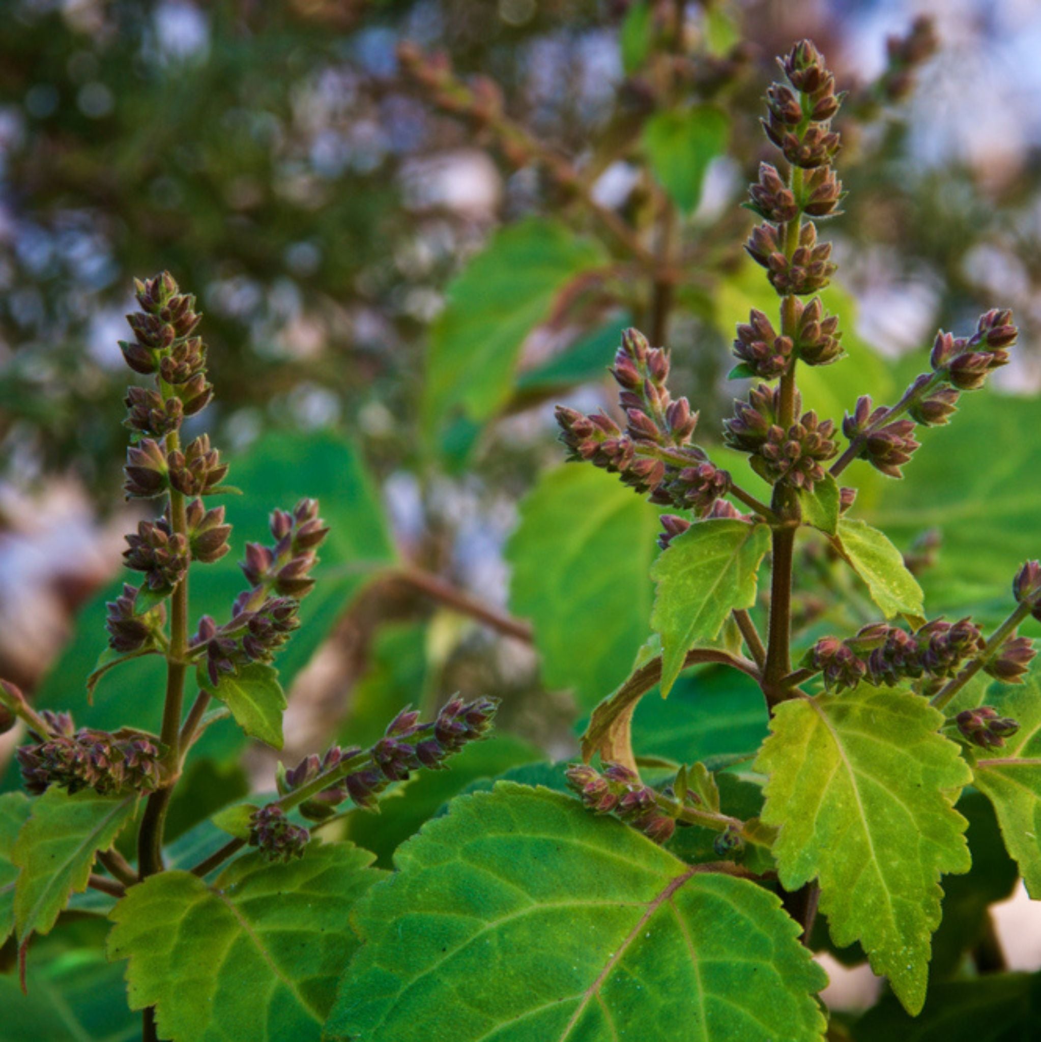 Patchouli Essential Oil