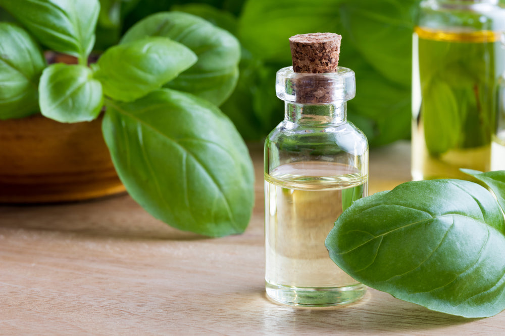 Basil Essential Oil