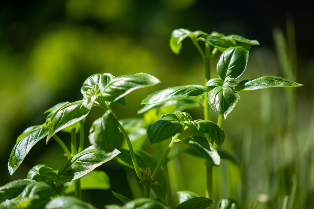 Basil Essential Oil