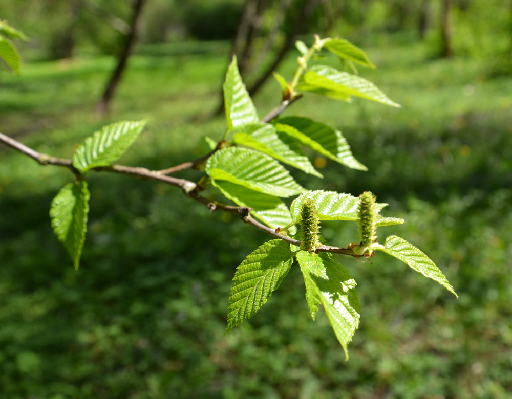 Birch Sweet Essential Oil