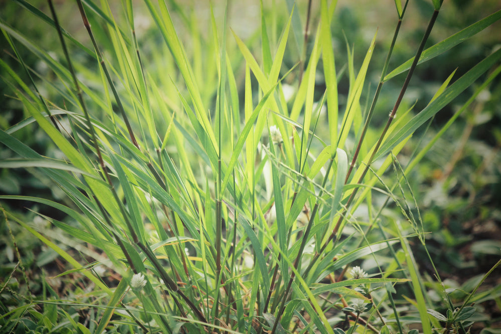 Vetiver Essential Oil