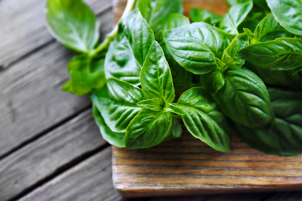 Basil Essential Oil